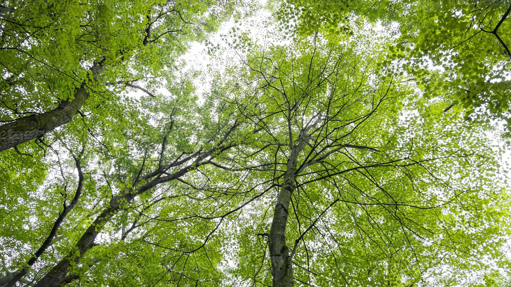 Tall Maple trees reaching sky bottom up shot photo