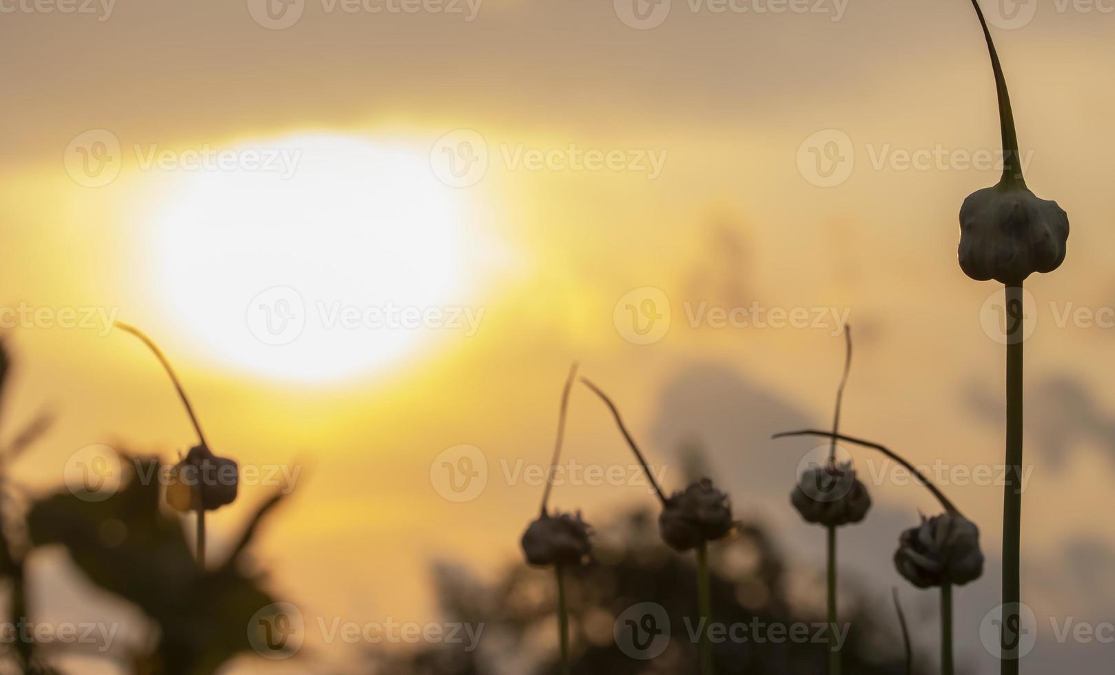 Espigas de flores de ajo contra el fondo del atardecer foto