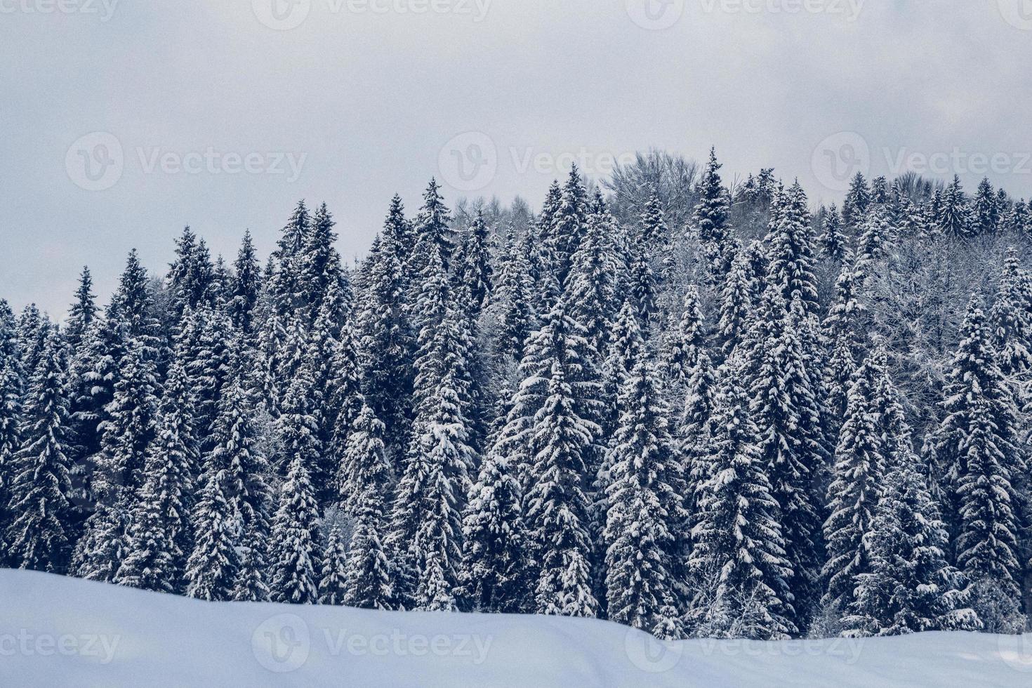 grupo de abetos cubiertos de nieve. bosque cubierto de nieve en las montañas foto