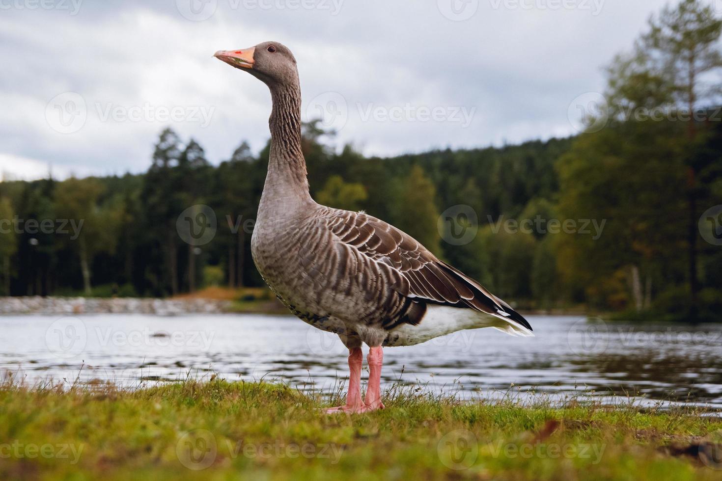 Greylag goose with orange beak in park with sky and lake photo