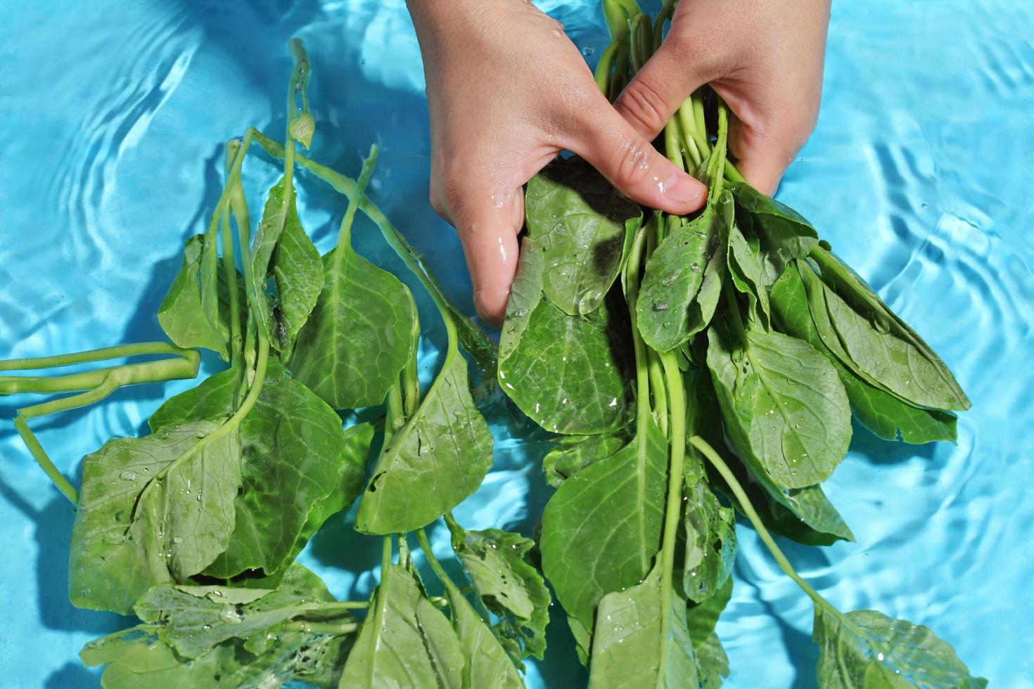 Woman hand washing Chinese cabbage in water. photo