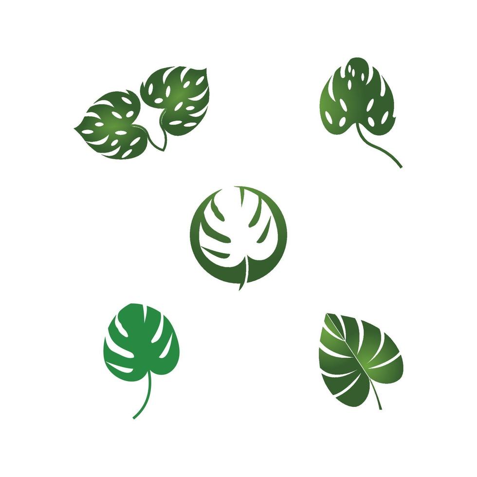 Monstera leaf logo vector design