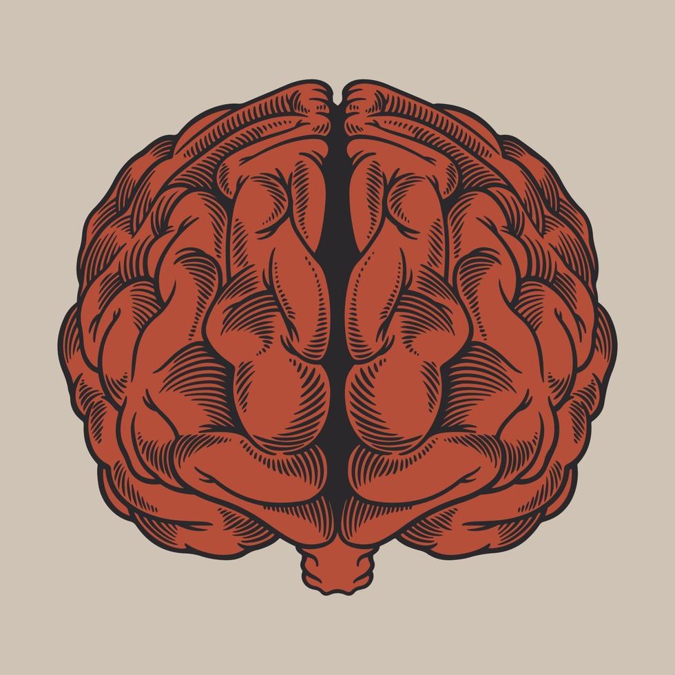 Vintage engraving drawing human brain in front of view vector