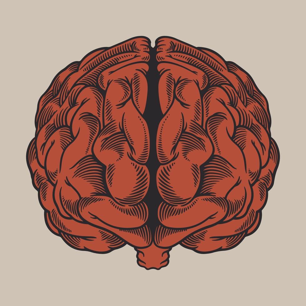 Vintage engraving drawing human brain in front of view vector