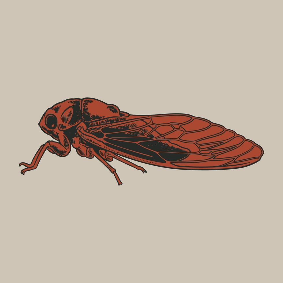 Cicadidae cicada insect animal sketch engraving vector hand drawn