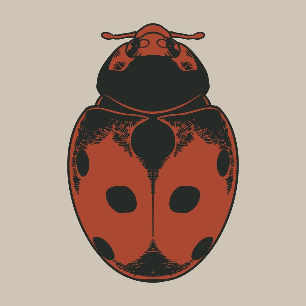 Vector antique engraving drawing illustration of ladybug