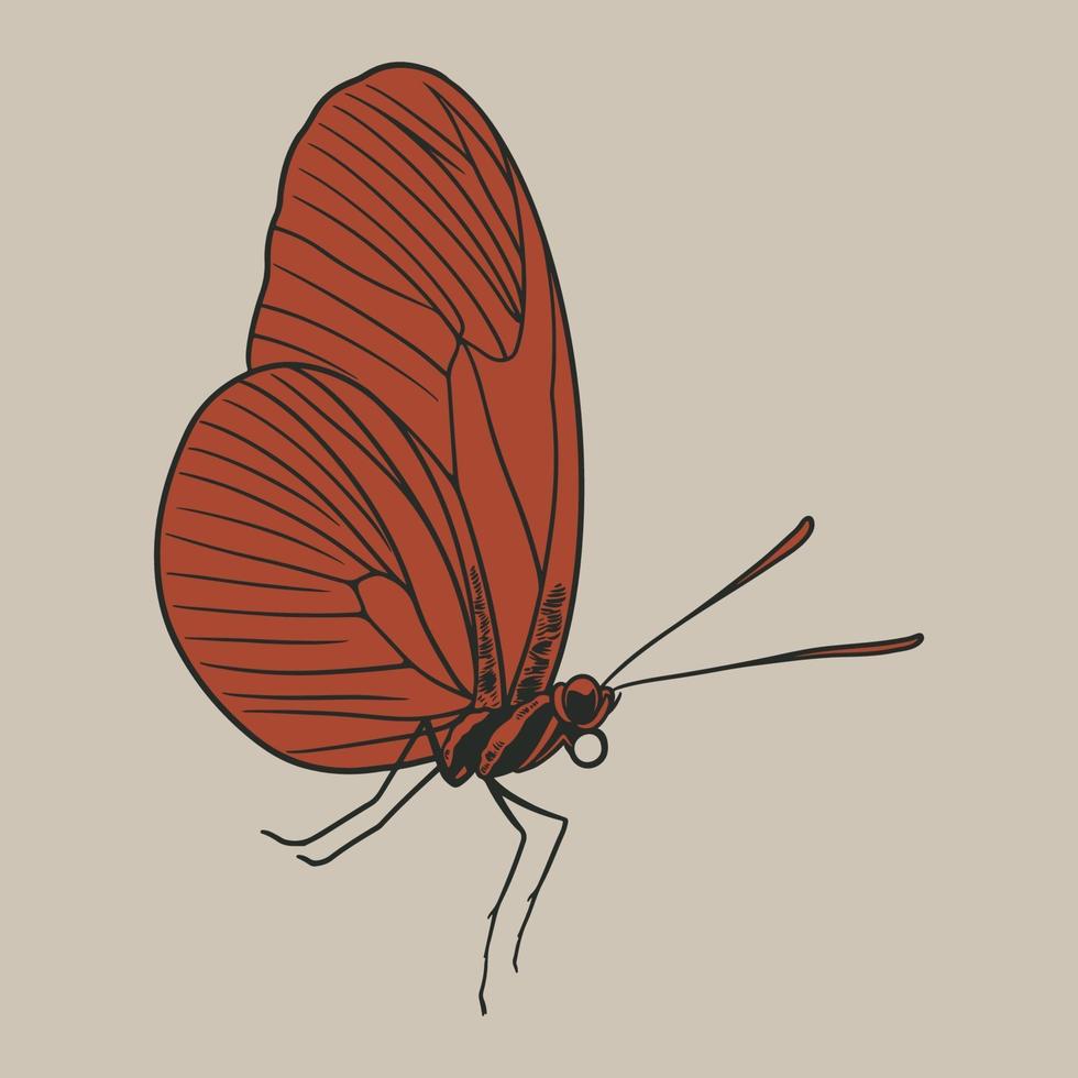 boceto de mariposa grabado dibujado a mano en boceto antiguo vector