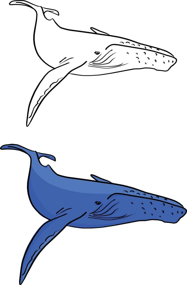 Ilustración de vector de ballena azul boceto doodle dibujado a mano