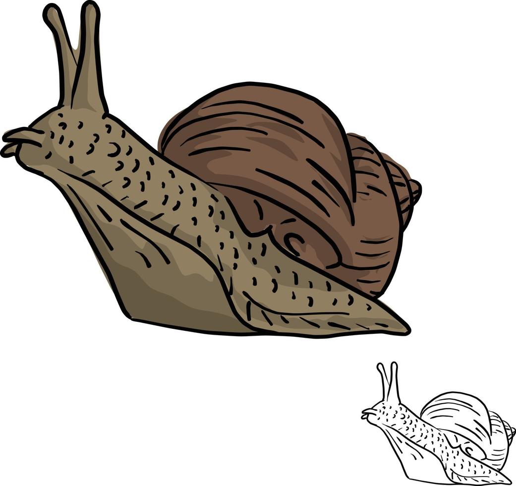 caracol, vector, ilustración, bosquejo, garabato, mano, dibujado vector