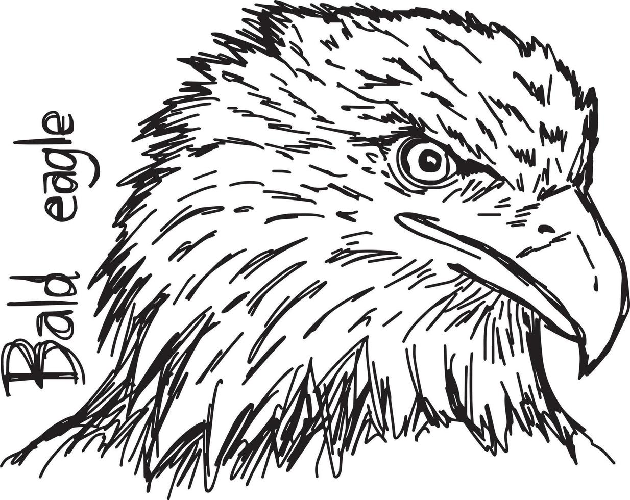 bald eagle's head - vector illustration sketch hand drawn