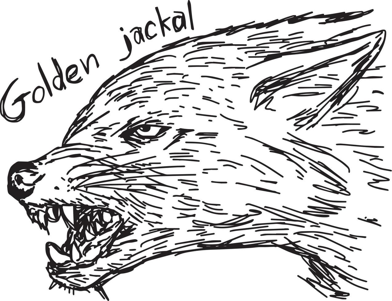 euroepan golden jackal canis aureus is threatening vector