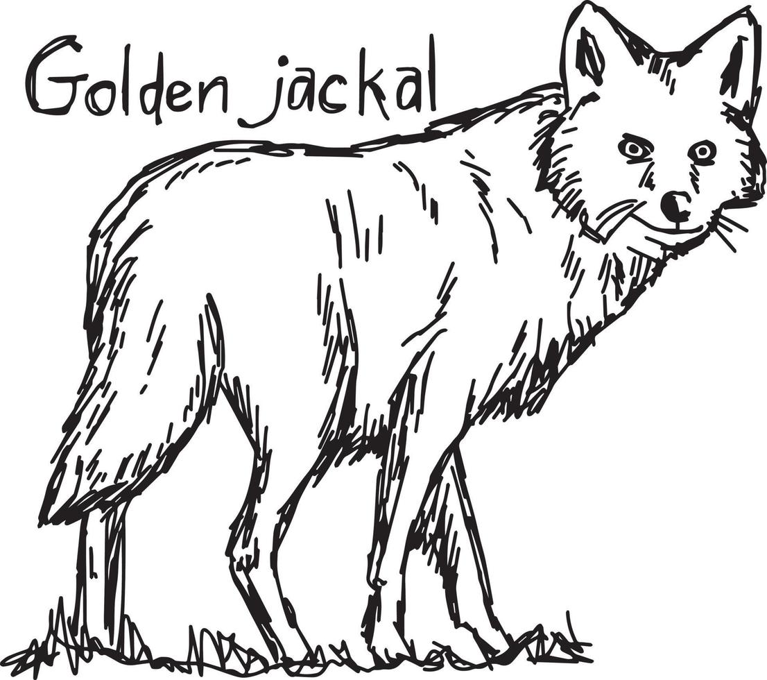 chacal dorado - ilustración vectorial boceto dibujado a mano vector