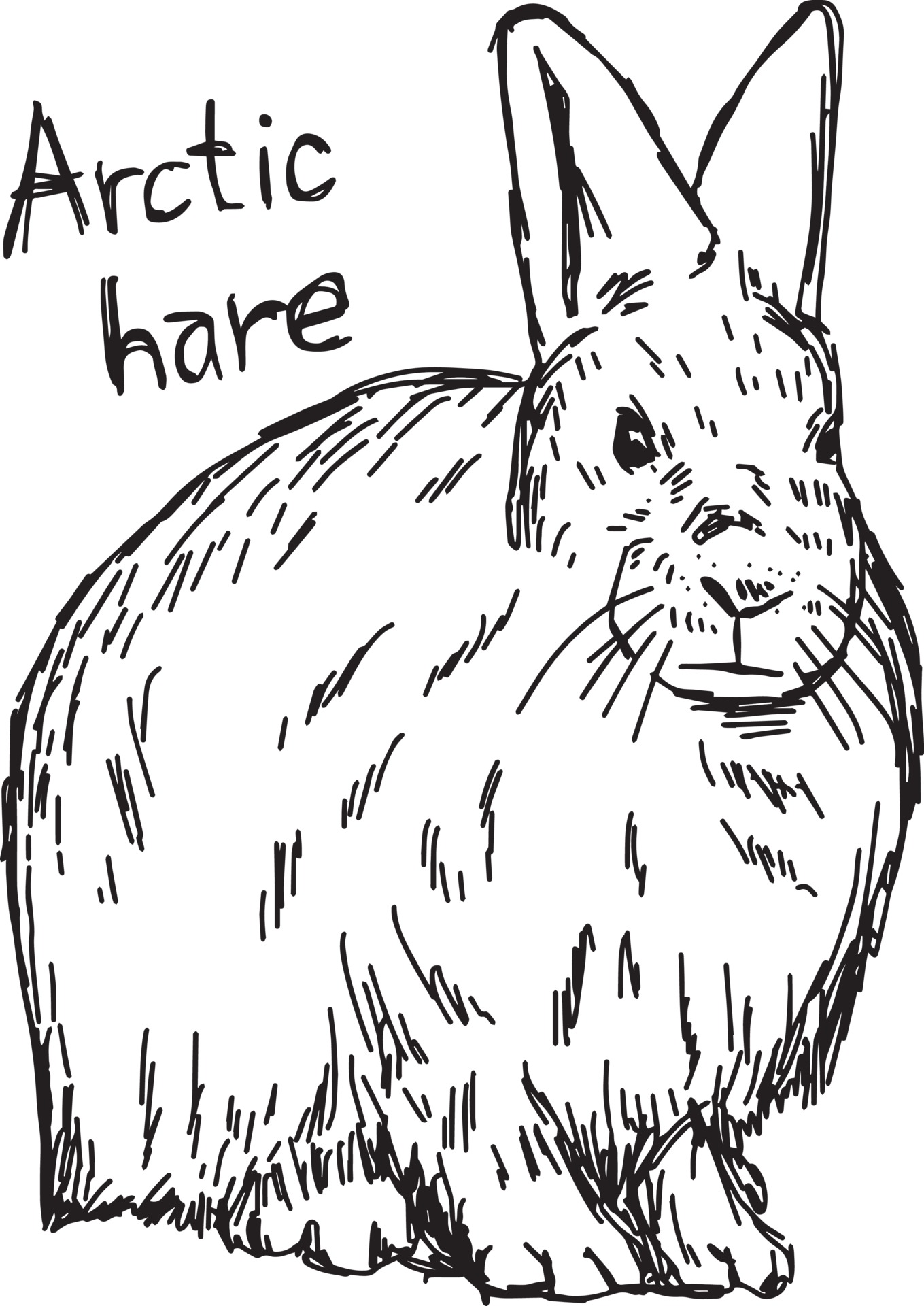 arctic hare coloring pages