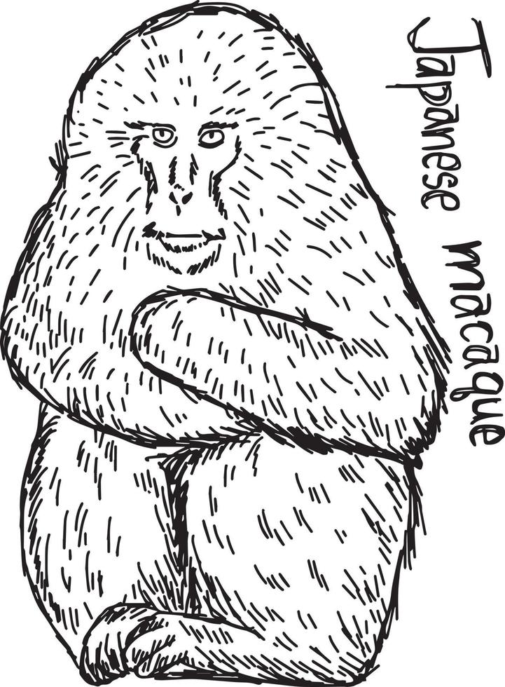 japanese macaque - vector illustration sketch hand drawn