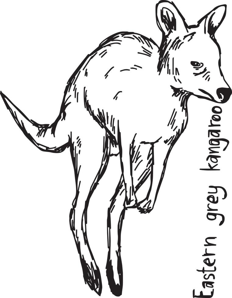 canguro gris oriental - dibujo ilustración vectorial vector