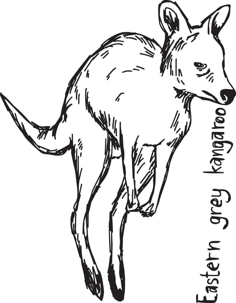 Eastern grey kangaroo - vector illustration sketch