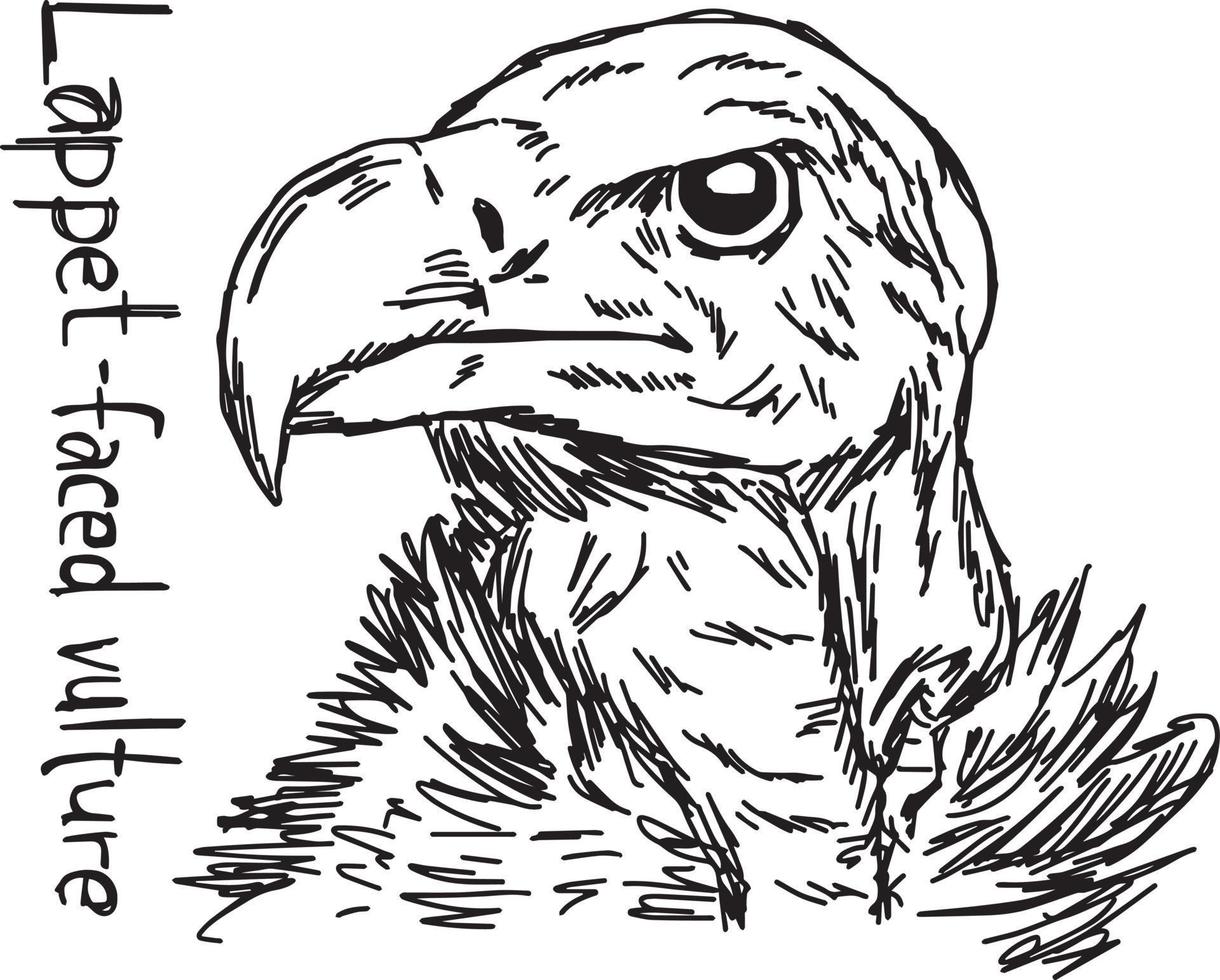 lappet-faced vulture's head - vector illustration