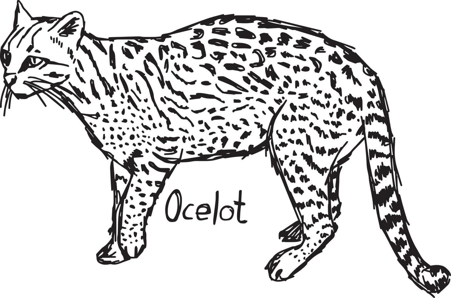 ocelot - vector illustration sketch hand drawn