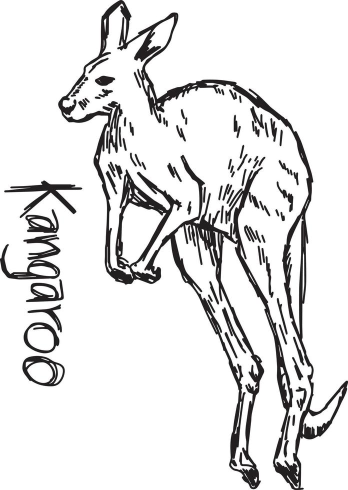 Kangaroo - vector illustration sketch hand drawn