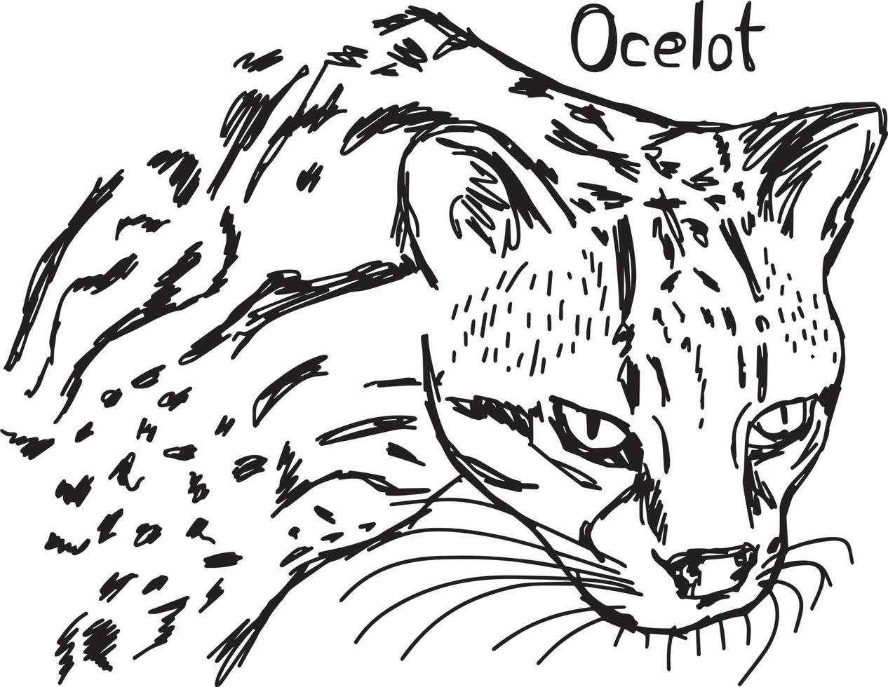 ocelot's head - vector illustration sketch hand drawn