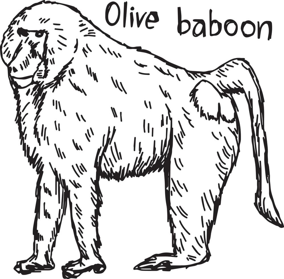 babuino oliva - ilustración vectorial boceto dibujado a mano vector