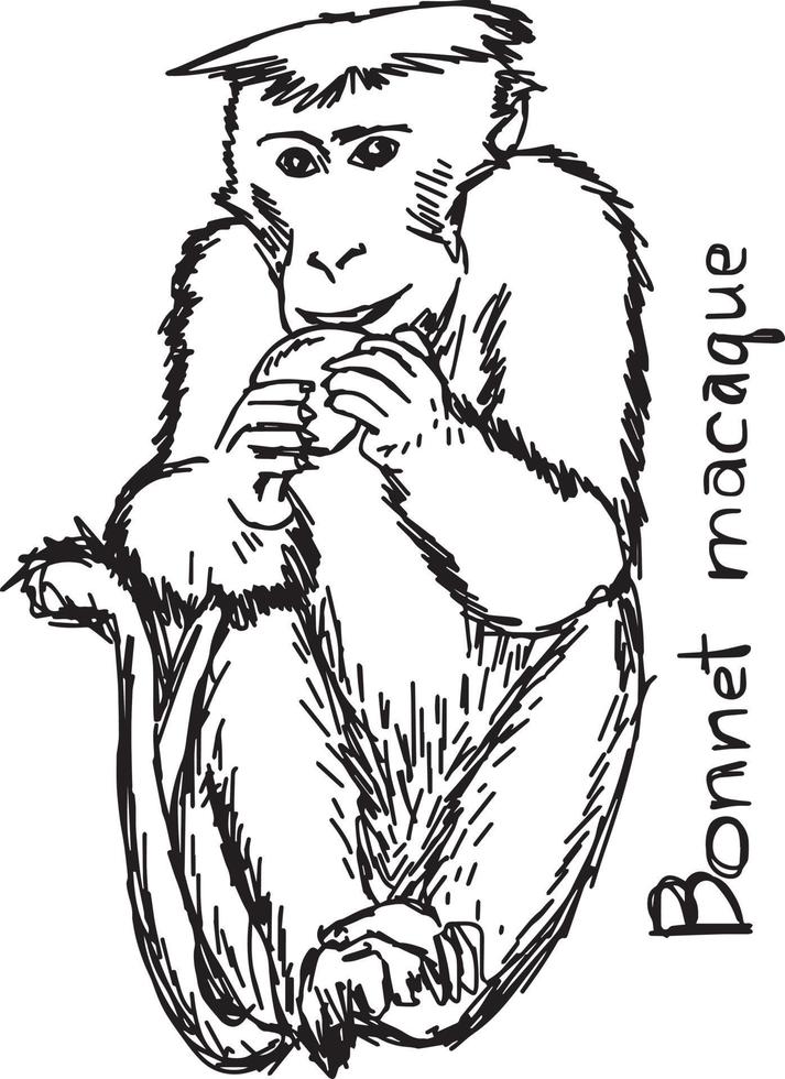 Bonnet macaque - vector illustration sketch hand drawn