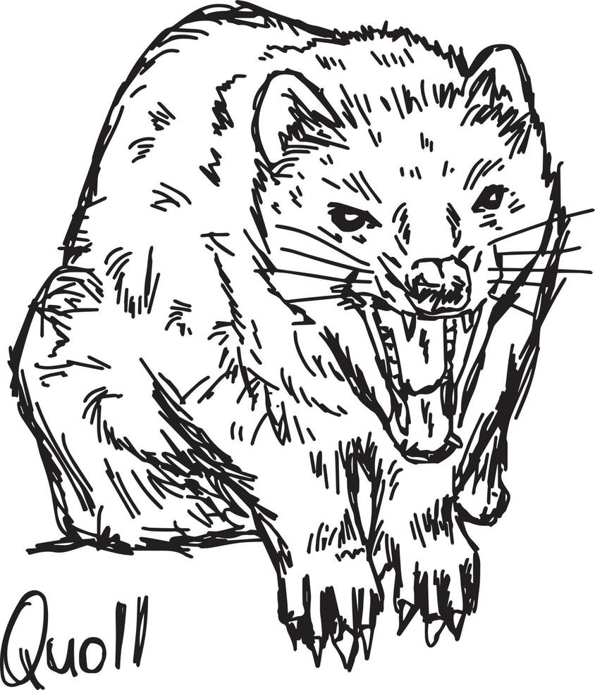 quoll - vector illustration sketch hand drawn