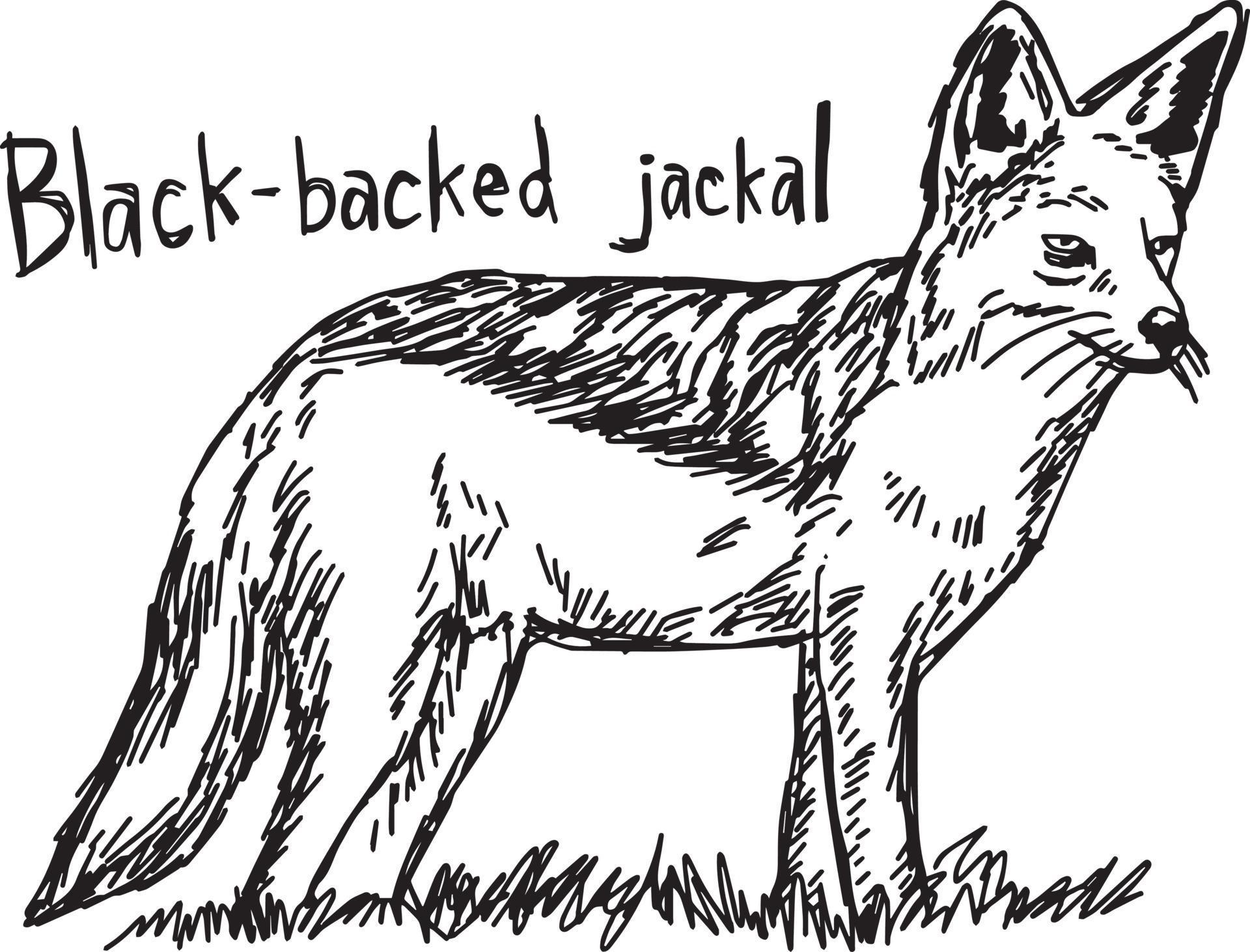 Blackbacked jackal vector illustration sketch hand drawn 3127191