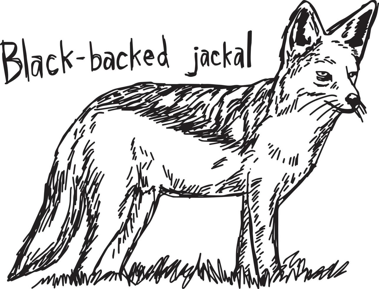 Black-backed jackal - vector illustration sketch hand drawn