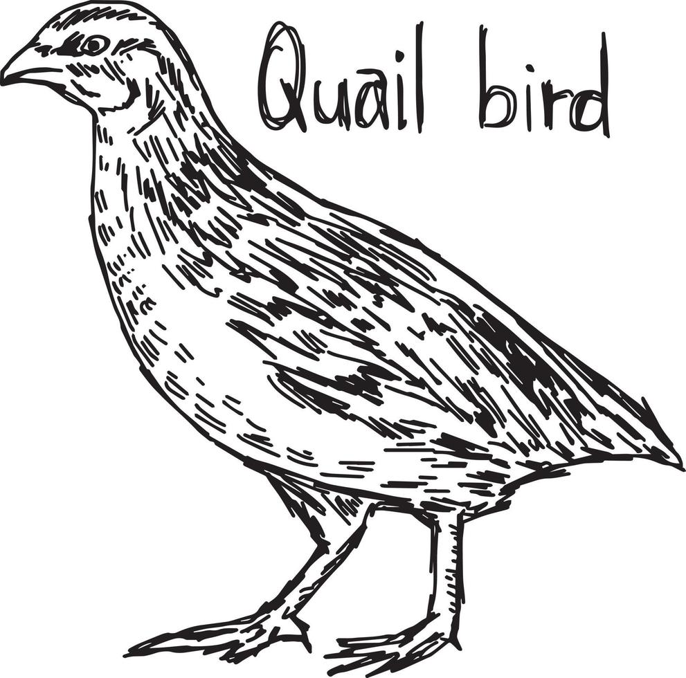 quail - vector illustration sketch hand drawn with black lines