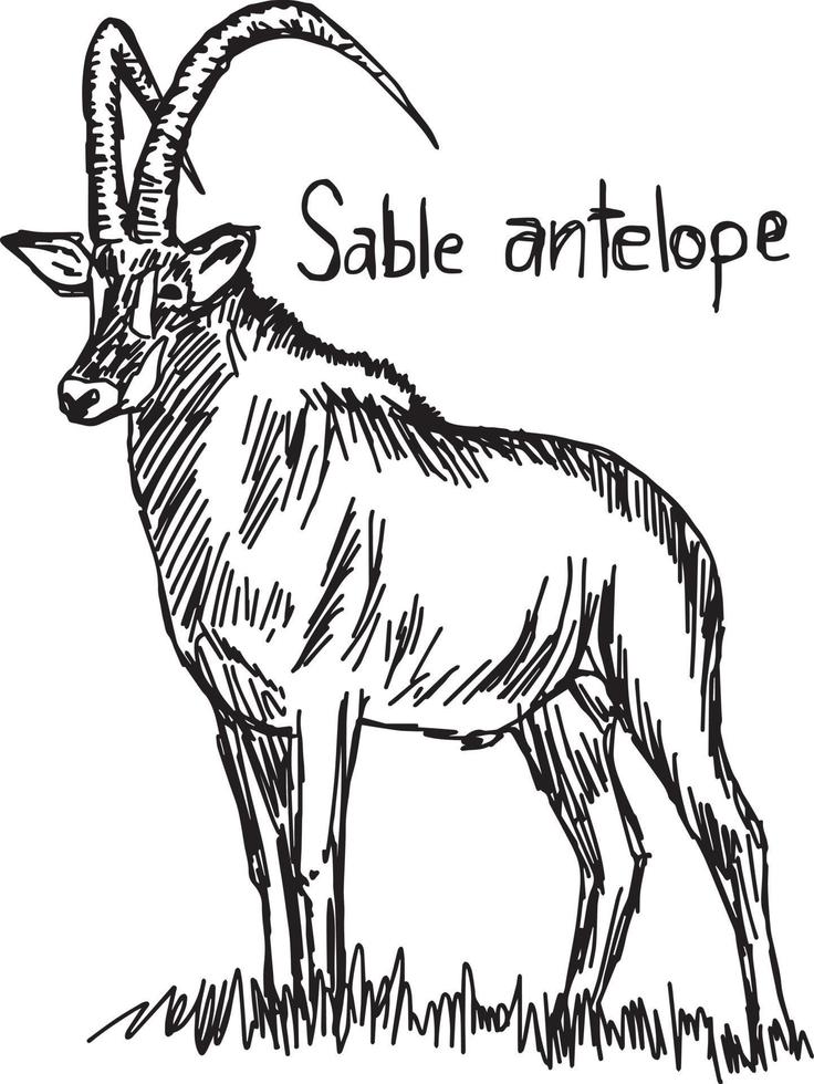 Sable antelope - vector illustration sketch hand drawn