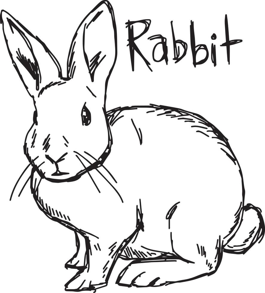 rabbit - vector illustration sketch hand drawn