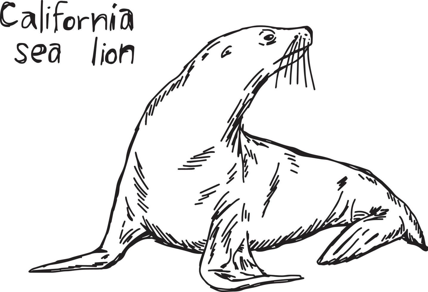 León marino de California - dibujo de ilustración vectorial dibujado a mano vector