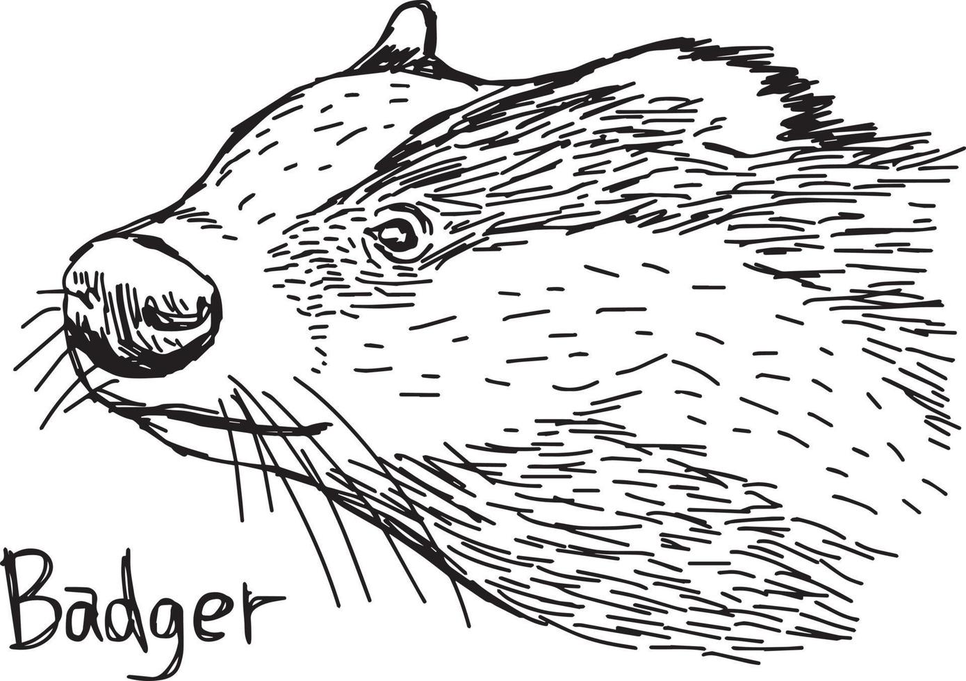 badger's head - vector illustration sketch hand drawn