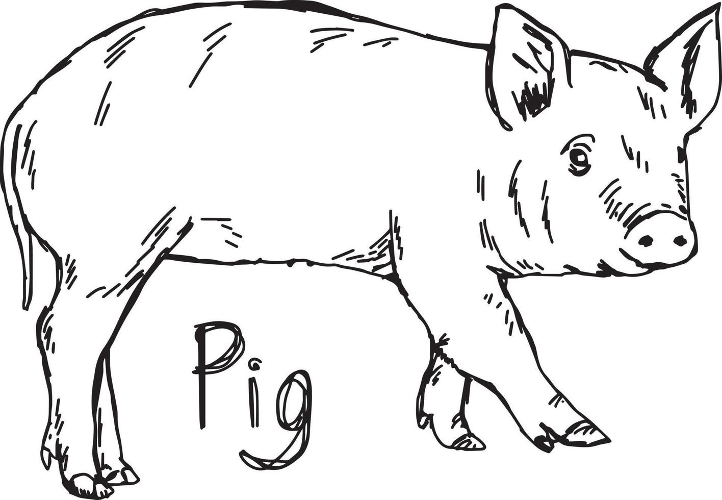 pig - vector illustration sketch hand drawn with black lines
