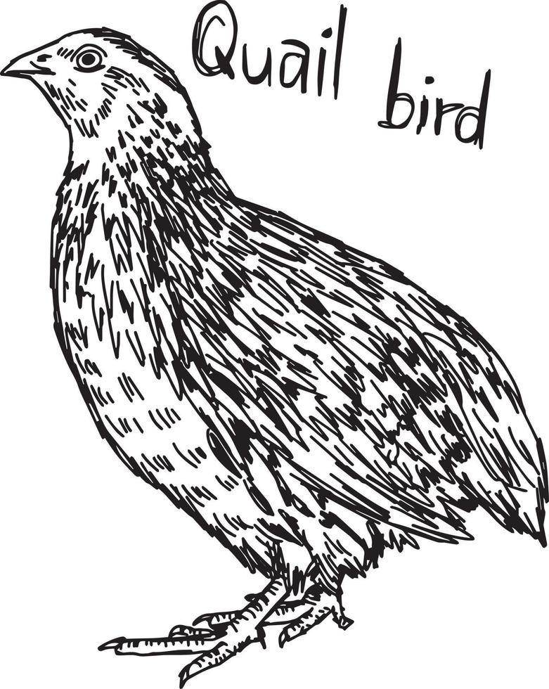 quail - vector illustration sketch hand drawn