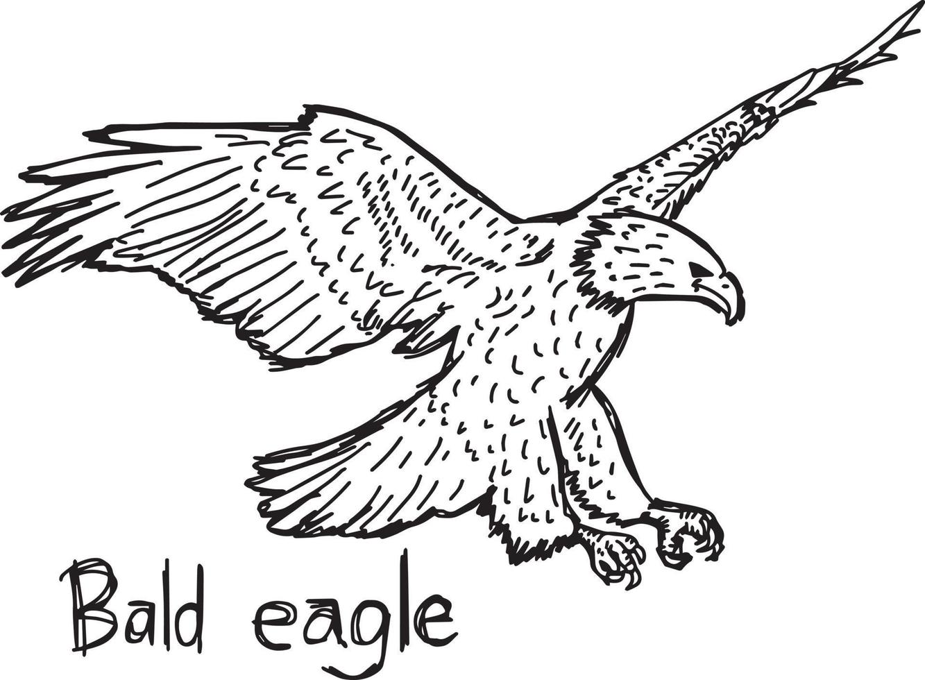 bald eagle - vector illustration sketch hand drawn