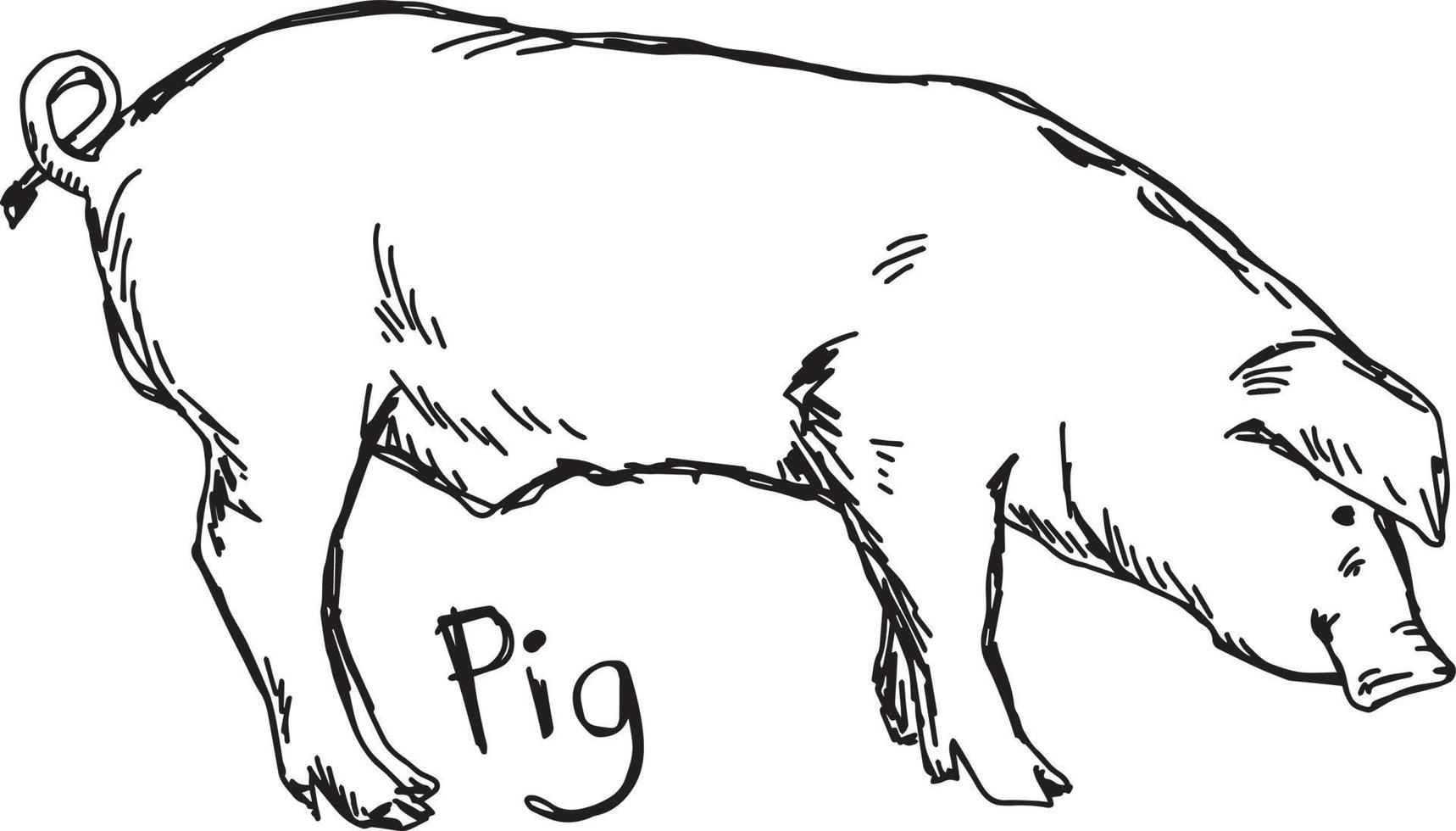 pig - vector illustration sketch hand drawn with black lines