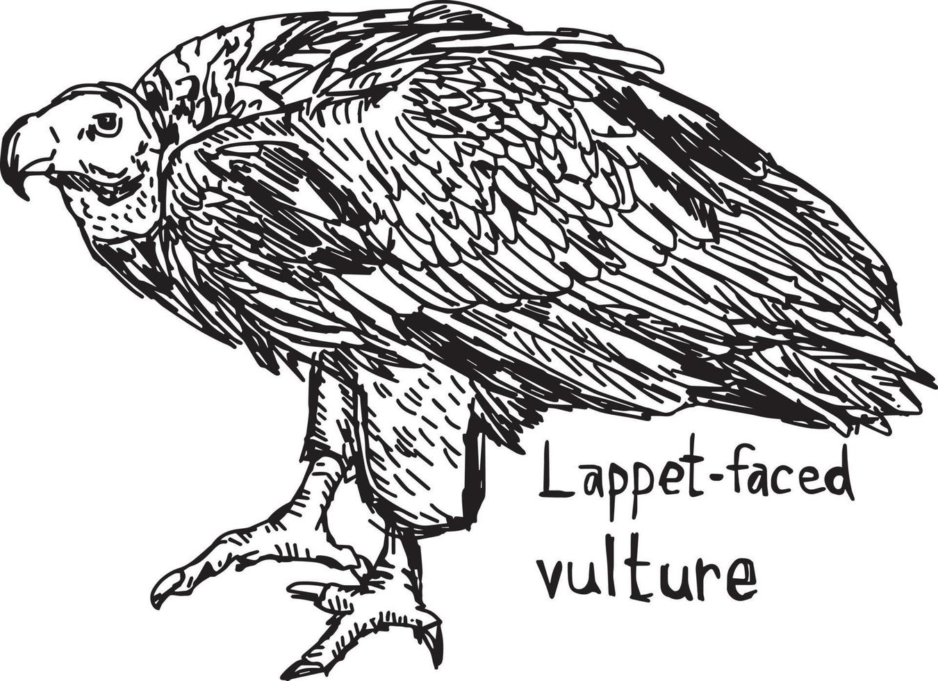 lappet-faced vulture - vector illustration sketch hand drawn