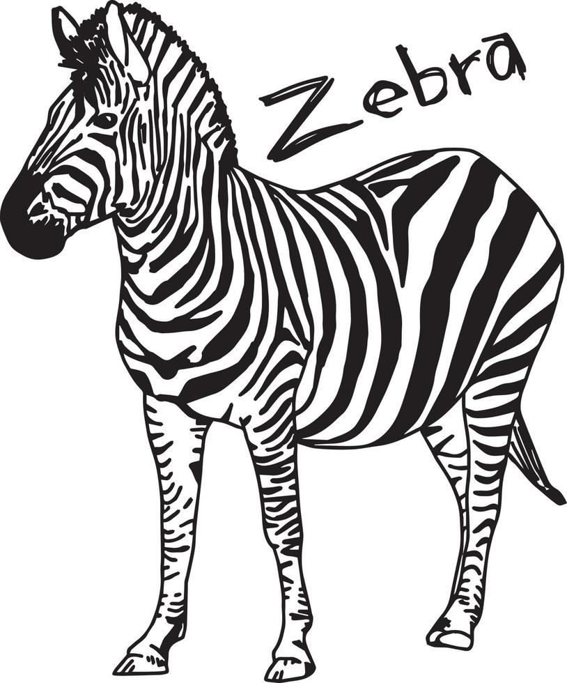 zebra - vector illustration sketch hand drawn