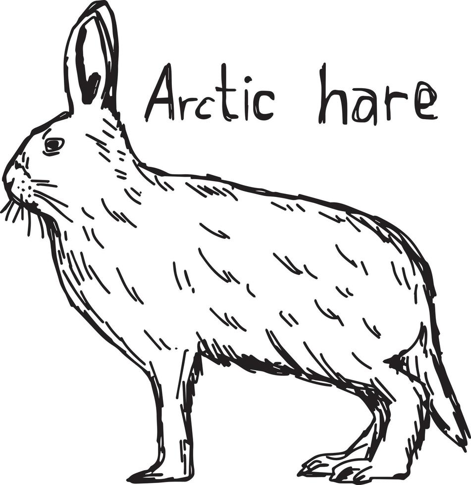 arctic hare - vector illustration sketch hand drawn