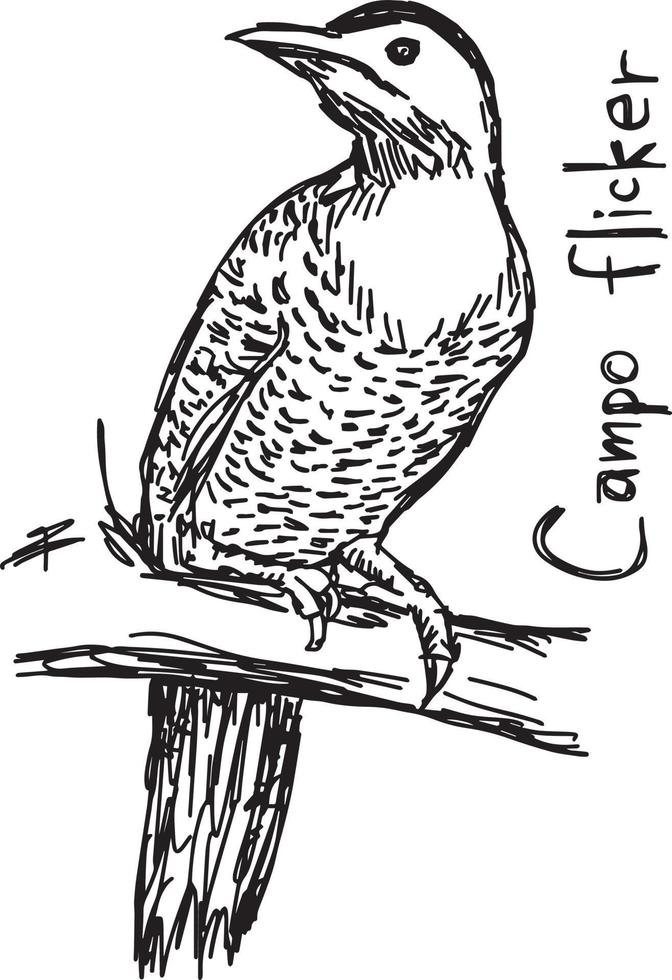 Campo flicker - vector illustration sketch hand drawn