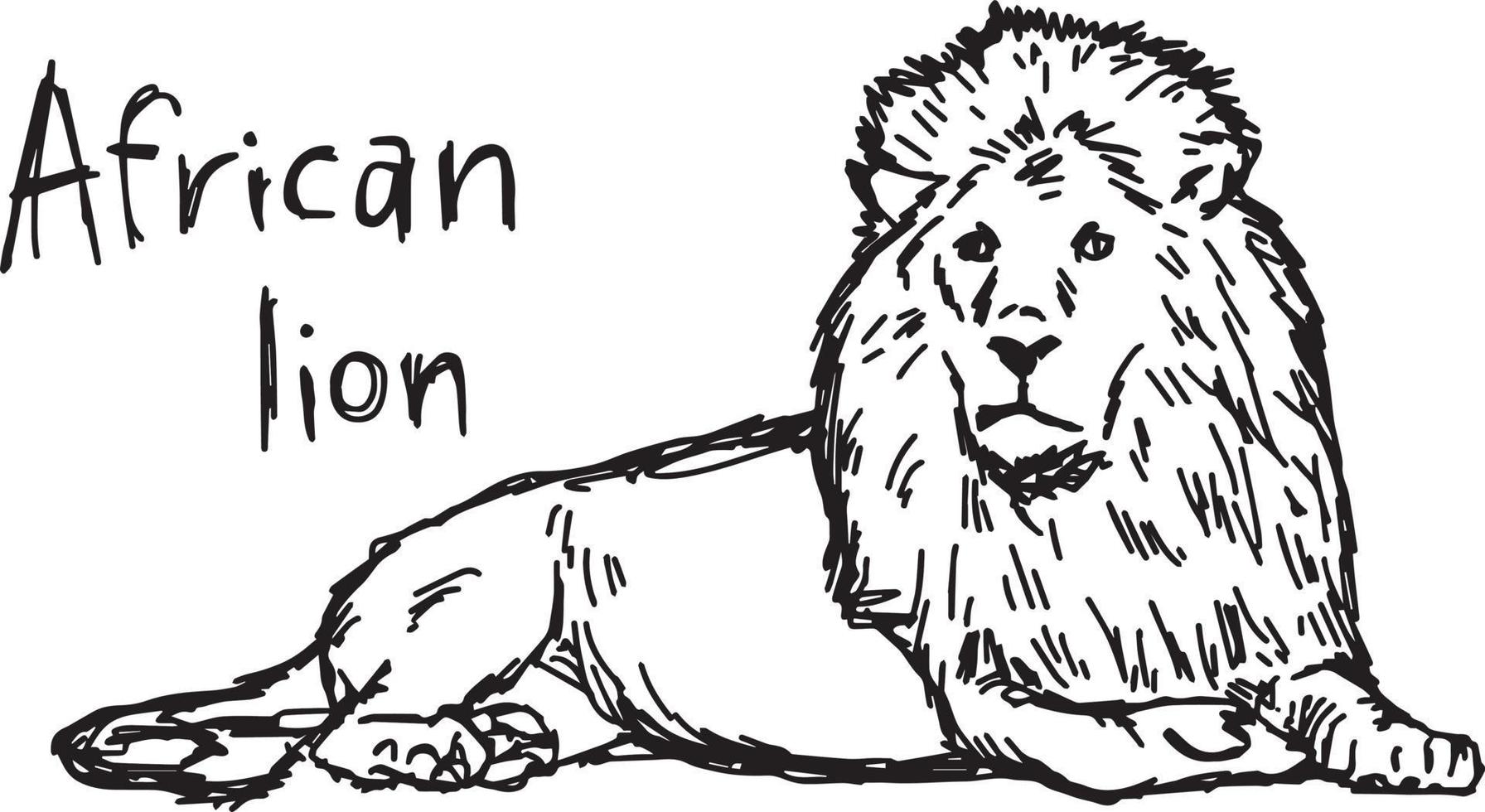 león africano, acostado, -, vector, ilustración, bosquejo, mano, dibujado vector