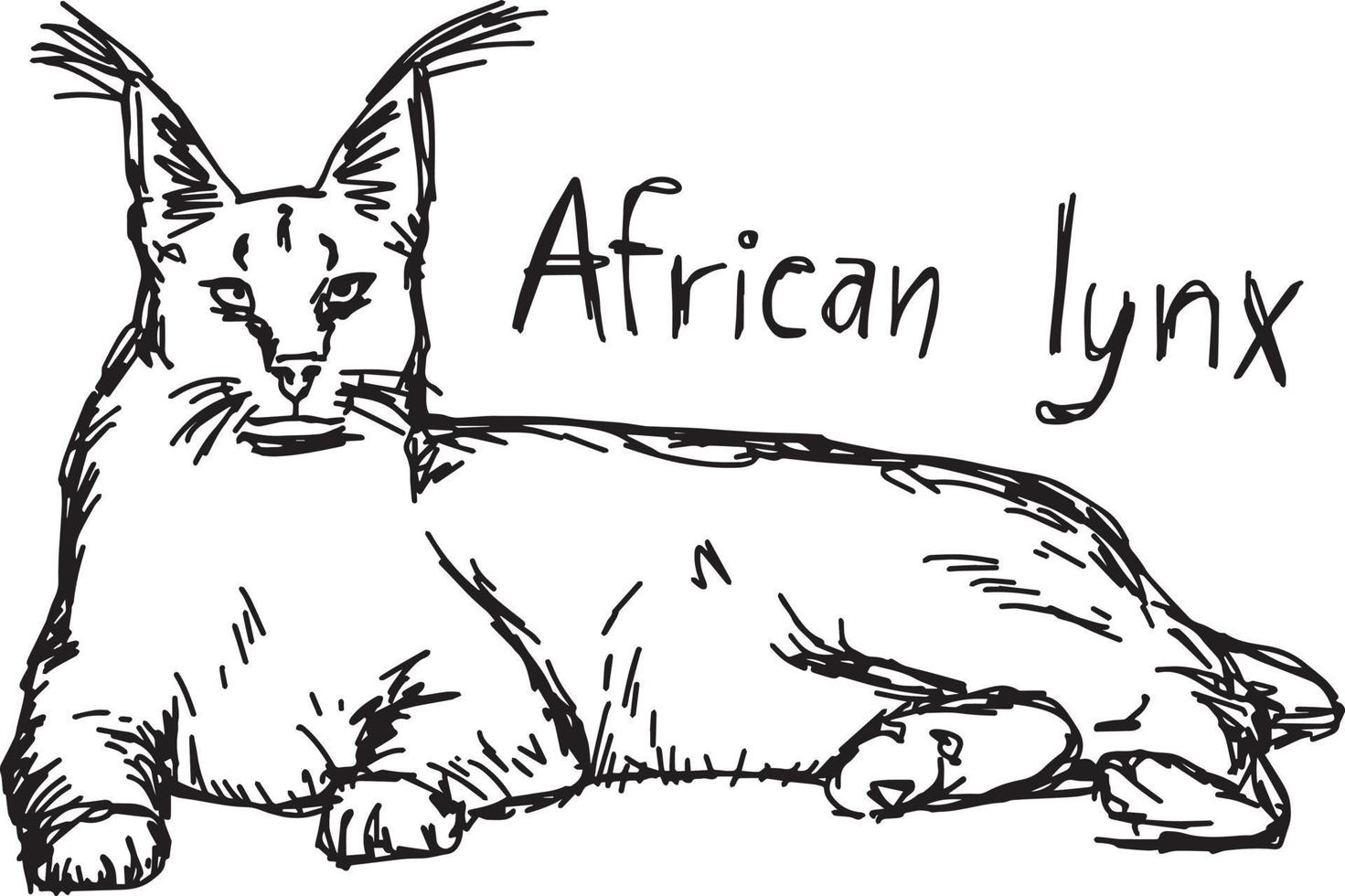 Lince africano - ilustración vectorial boceto dibujado a mano vector