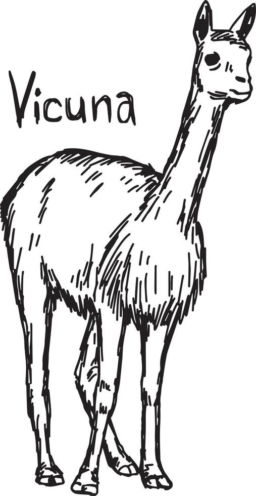 vicuña caminando - ilustración vectorial boceto dibujado a mano vector