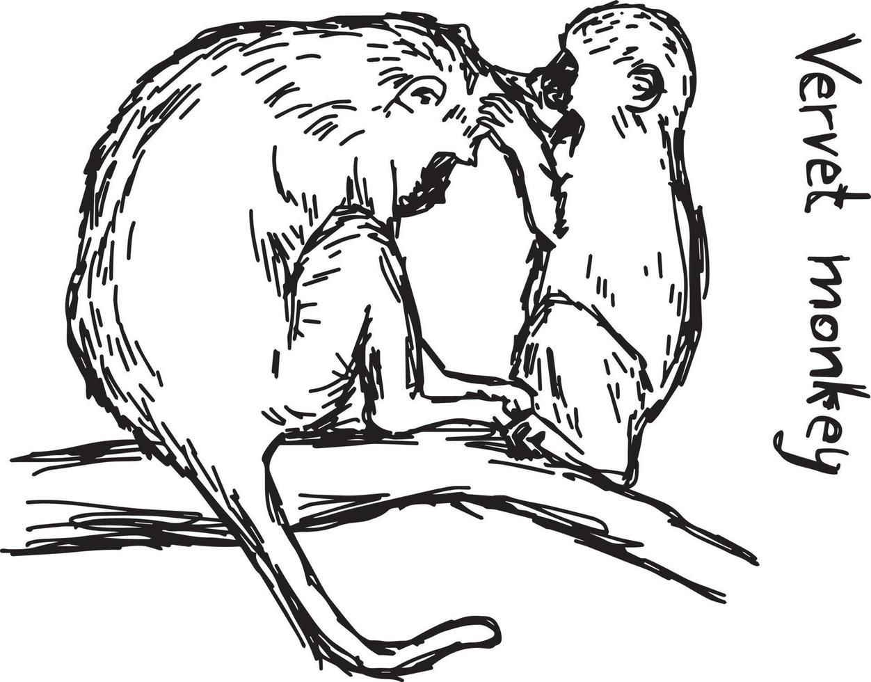 vervet monkey family - vector illustration sketch