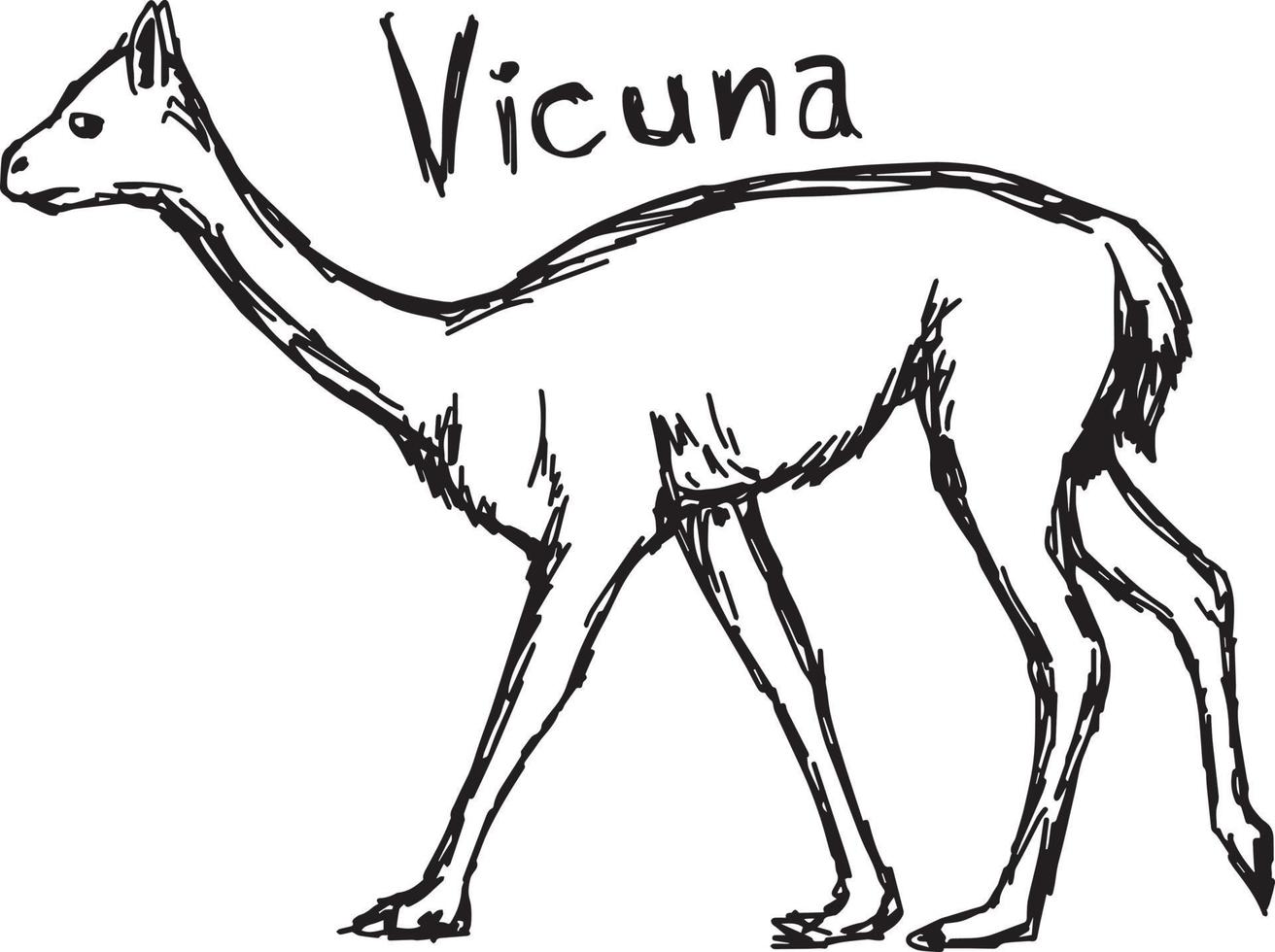 vicuña - ilustración vectorial boceto dibujado a mano vector