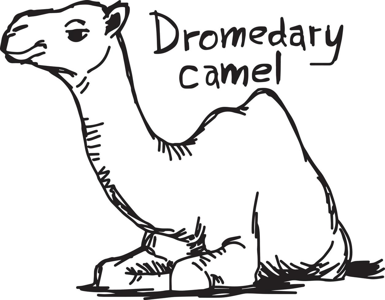 Camello dromedario sentado en la arena - ilustración vectorial vector