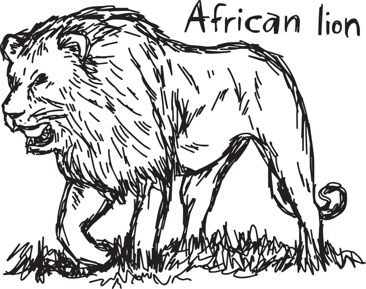 enojado, león africano, ambulante, -, vector, ilustración, bosquejo vector