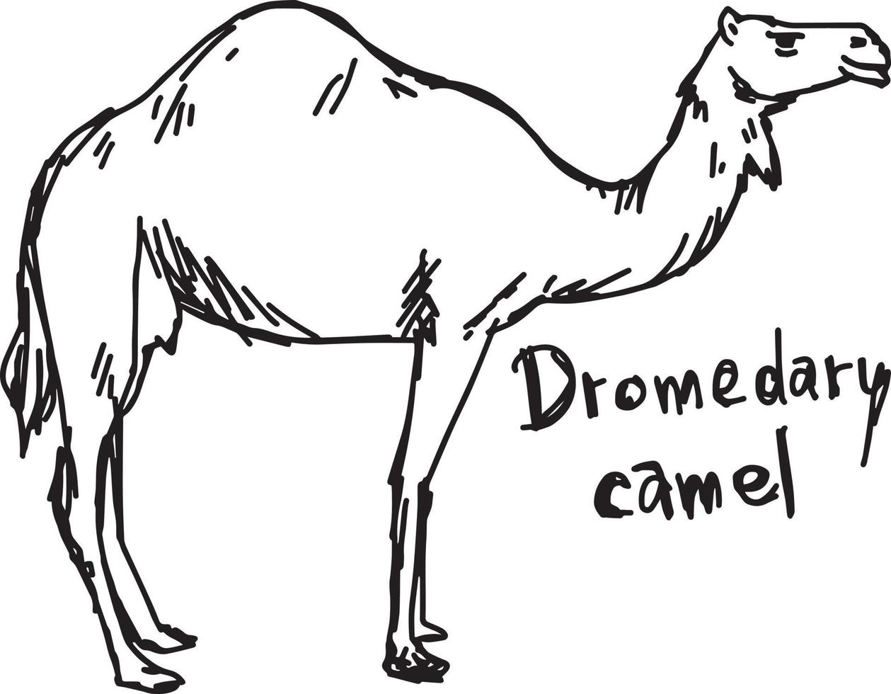 dromedary camel standing on the sand - vector